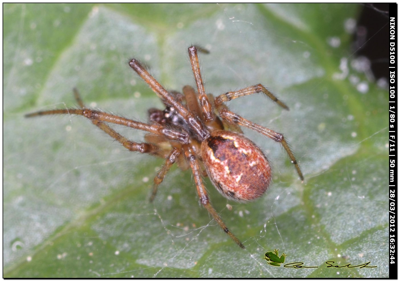 Kochiura aulica