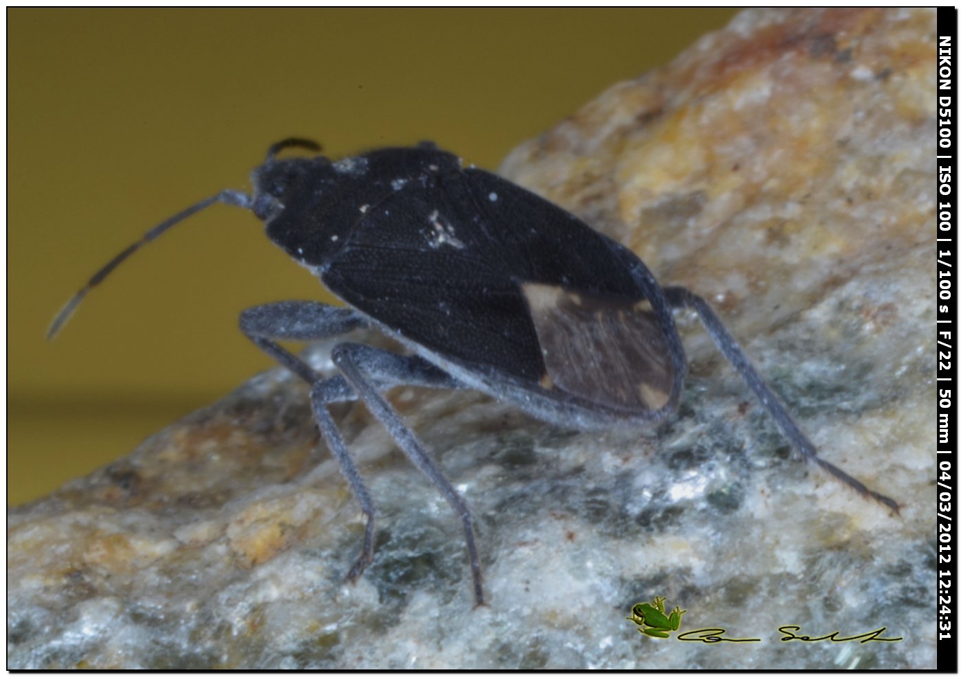 Lygaeidae: Microtomideus carbonarius sardo