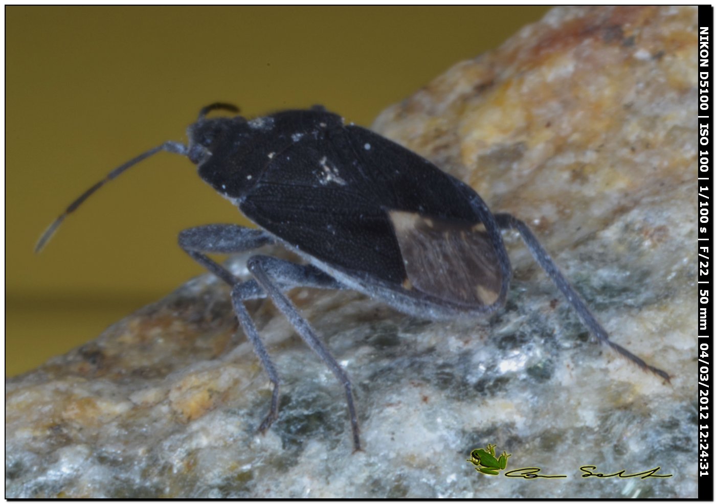 Lygaeidae: Microtomideus carbonarius sardo