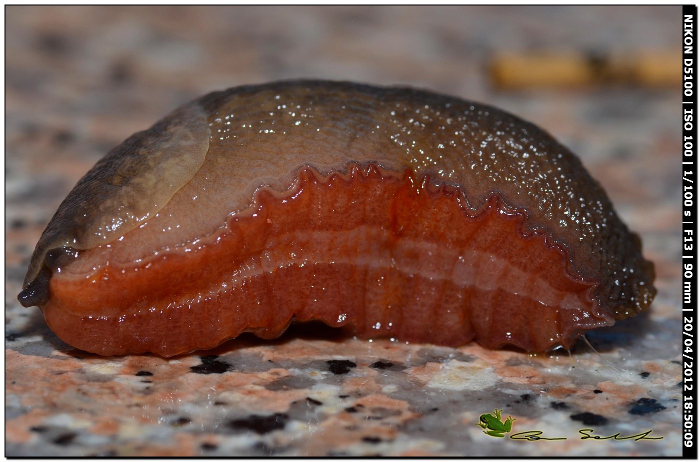 Limax del corsicus-gruppo da Ittiri/Sardegna