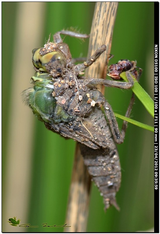 Orthetrum cancellatum, metamorfosi