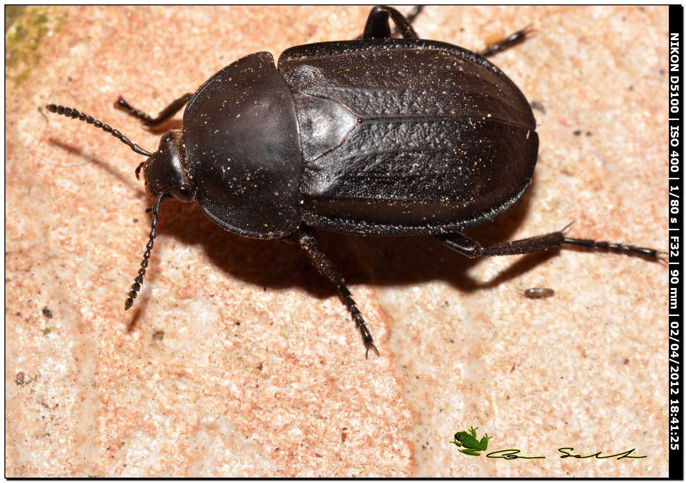 Silphidae da id.