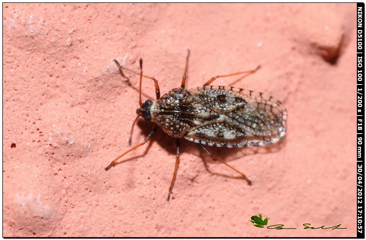 Dictyla echii