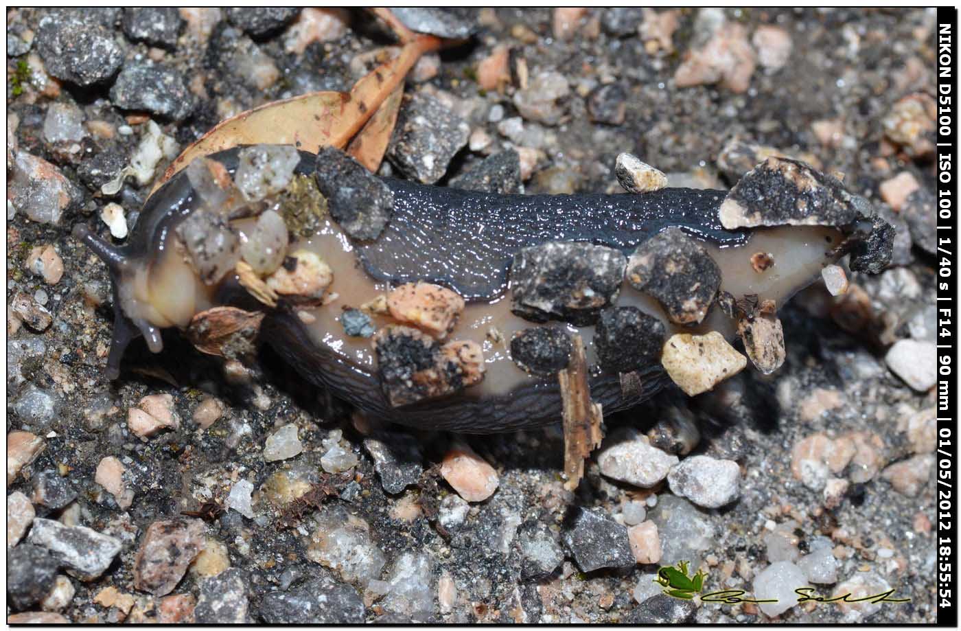 Limax gruppo corsicus da Ittiri (nero)