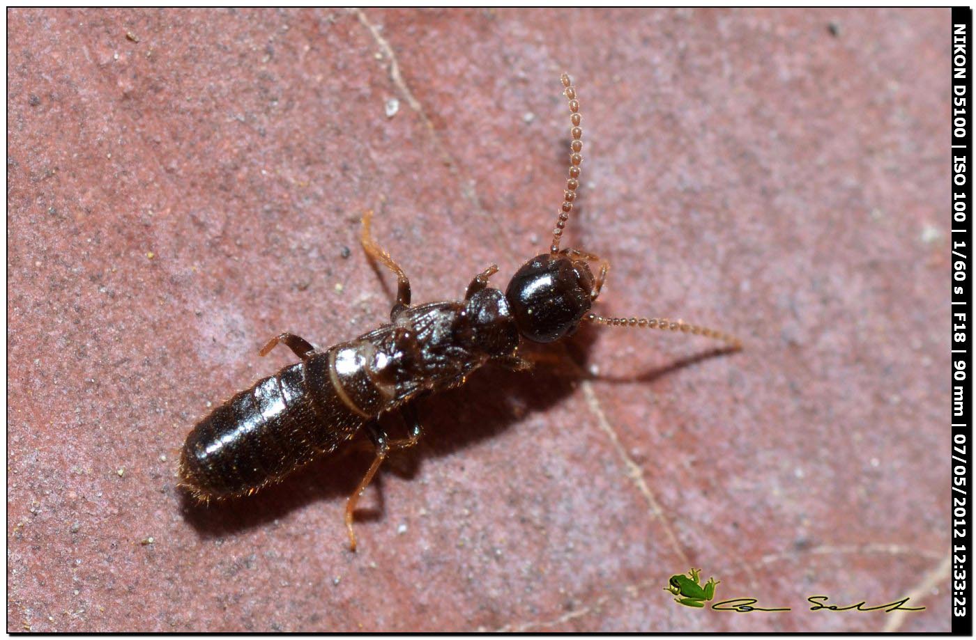 Staphilinidae? No. Sessuato di Reticulitermes lucifugus