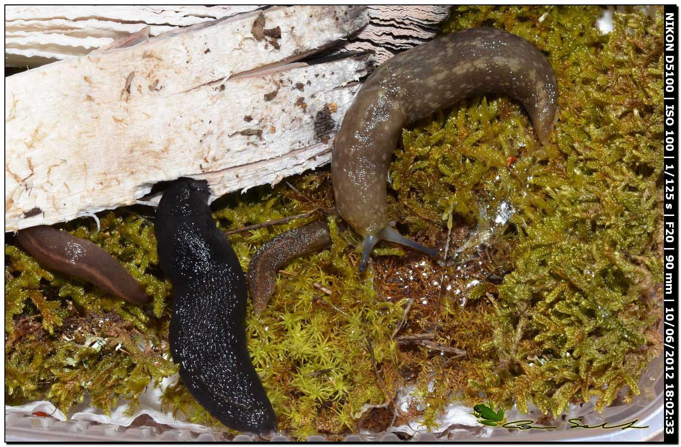 Limacus flavus??