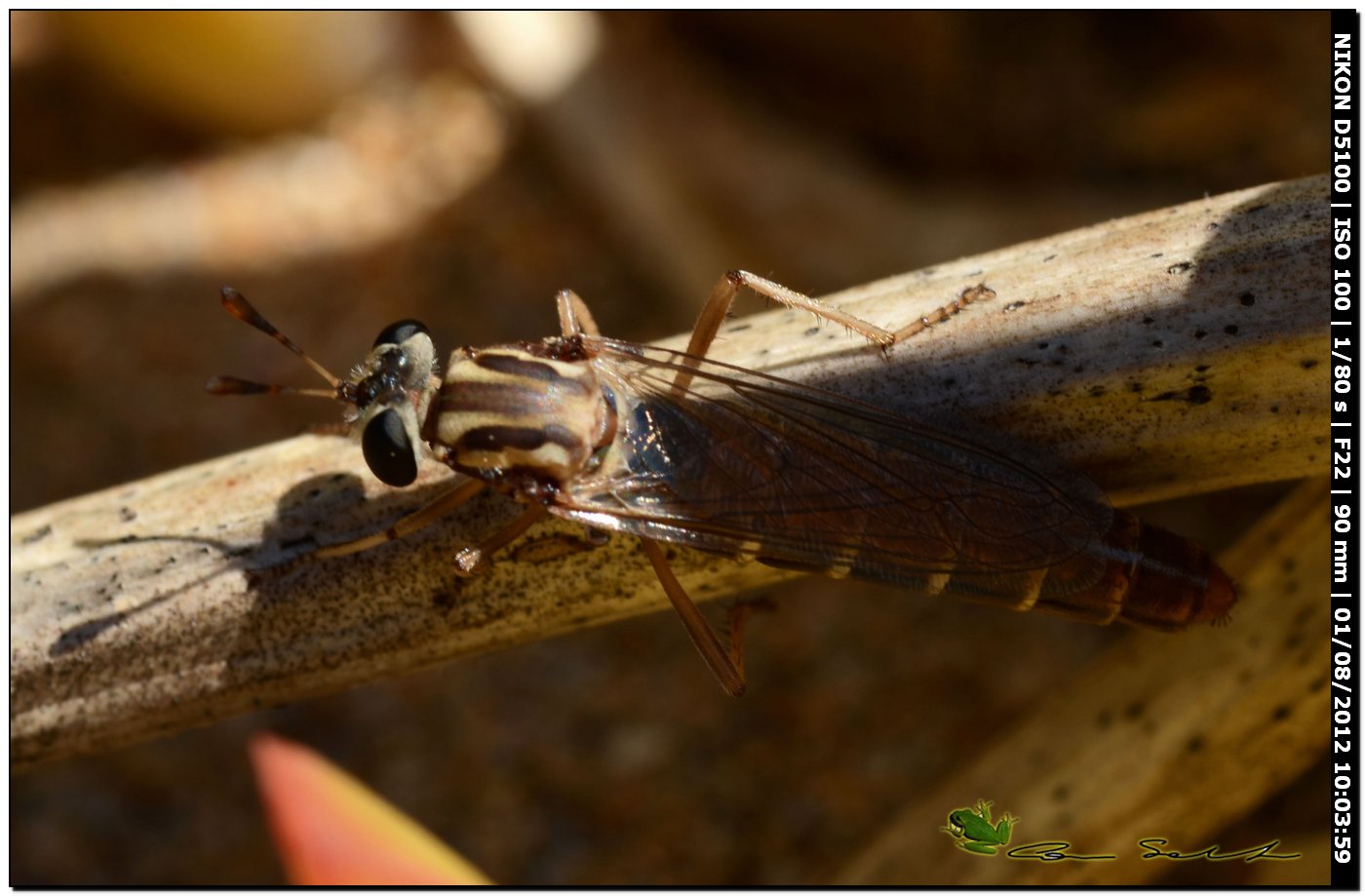 Dittero strano: Leptomydas sardous M e F (Mydidae)