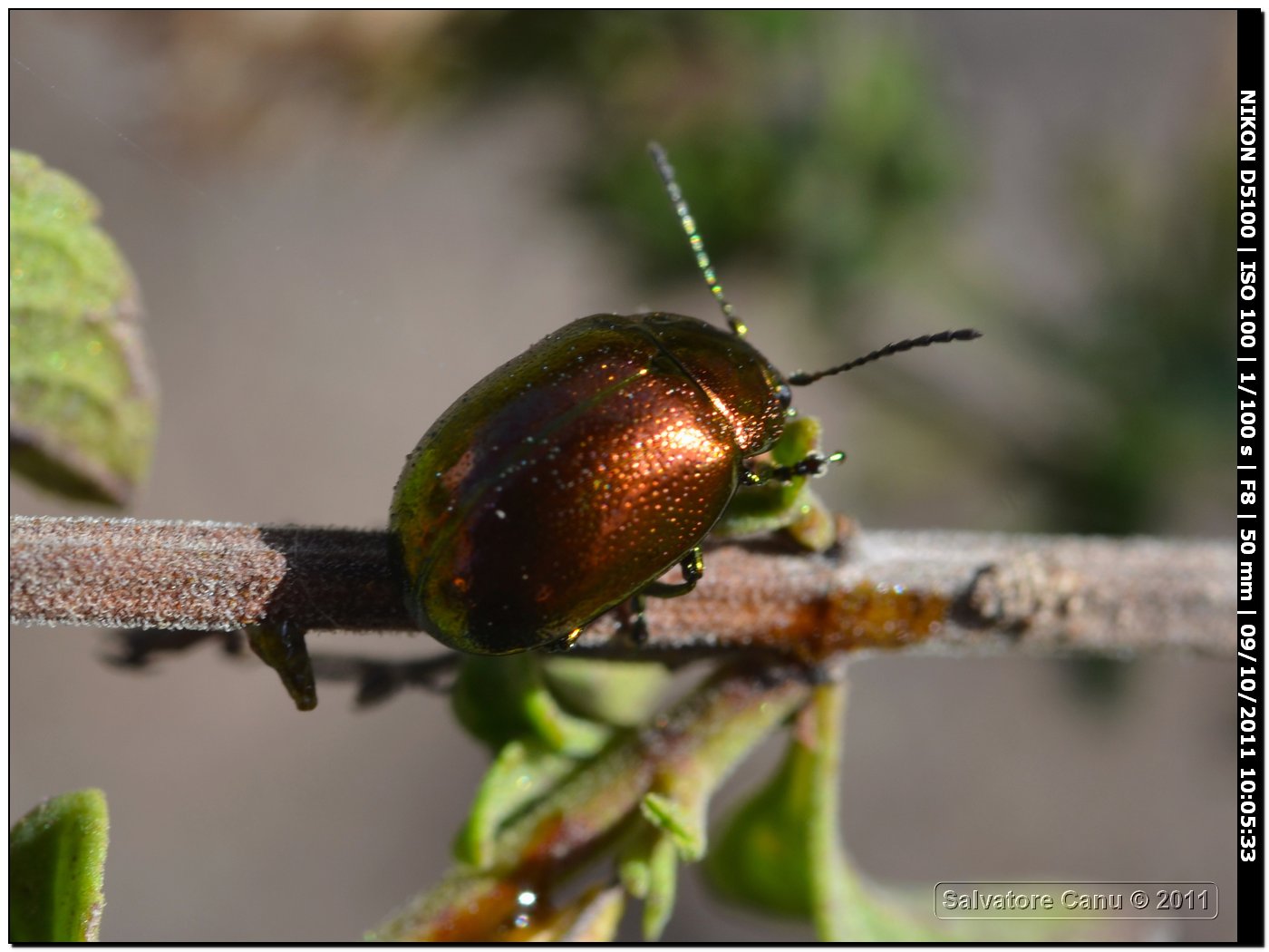 Chrysomelidae, Altica oleracea?