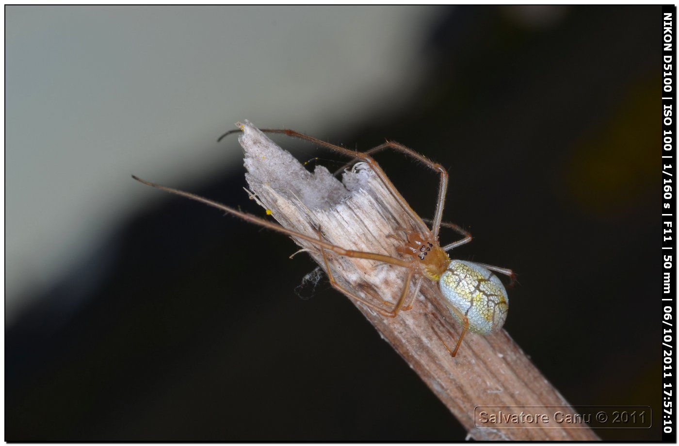 Tetragnatha sp.