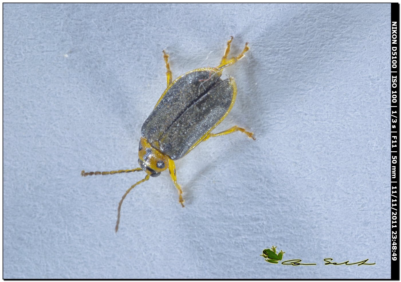 Hanthogaleruca sp.?