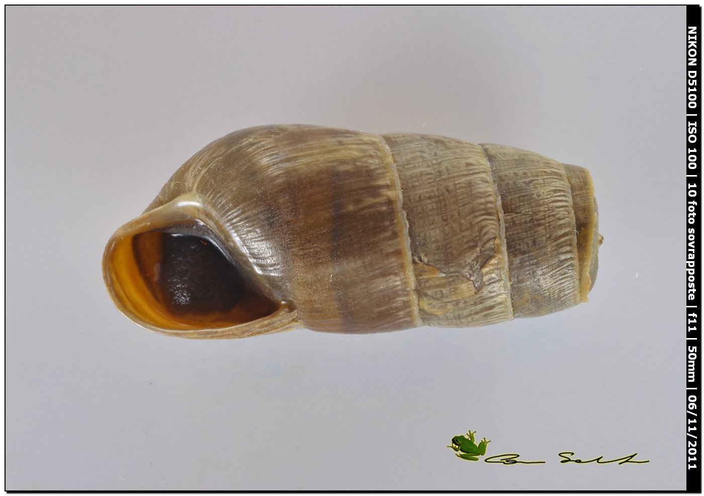 Rumina decollata