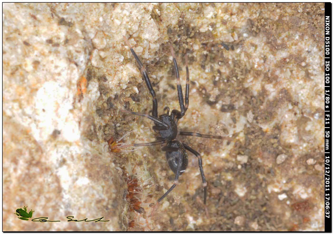 Corinnidae, Liophrurillus flavitarsis