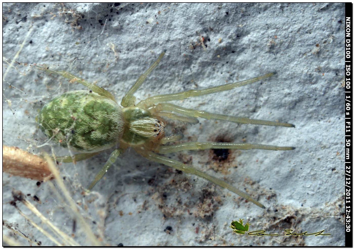 Nigma walckenaeri