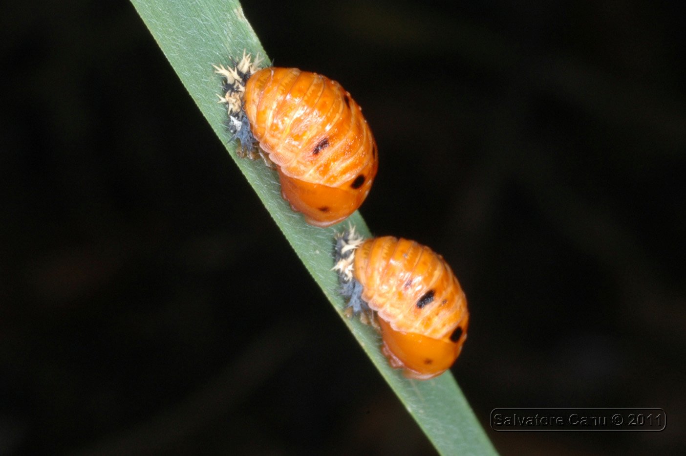 coccinelle o larve?? Pupe di di Harmonia axiridis.