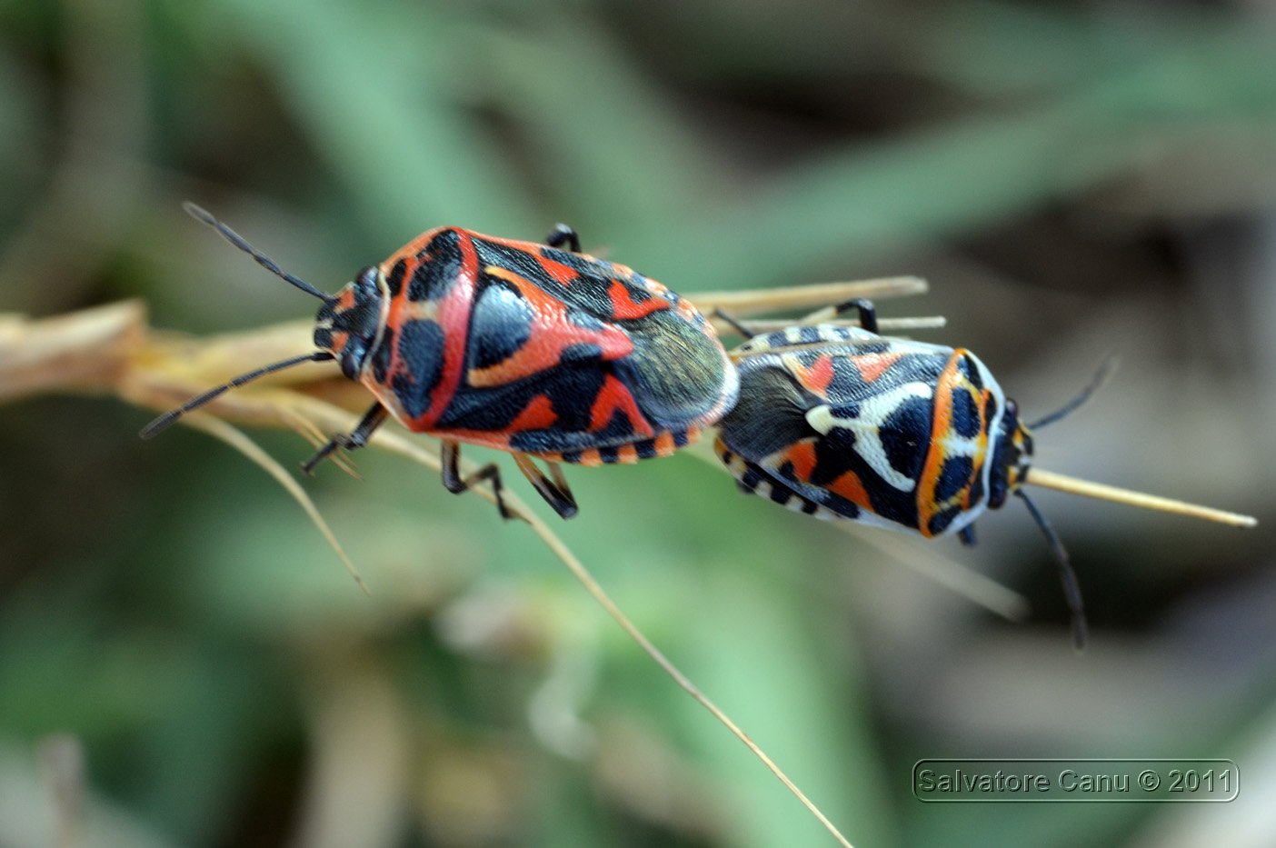 Pentatomidae: Eurydema ornata di Sardegna (SS)