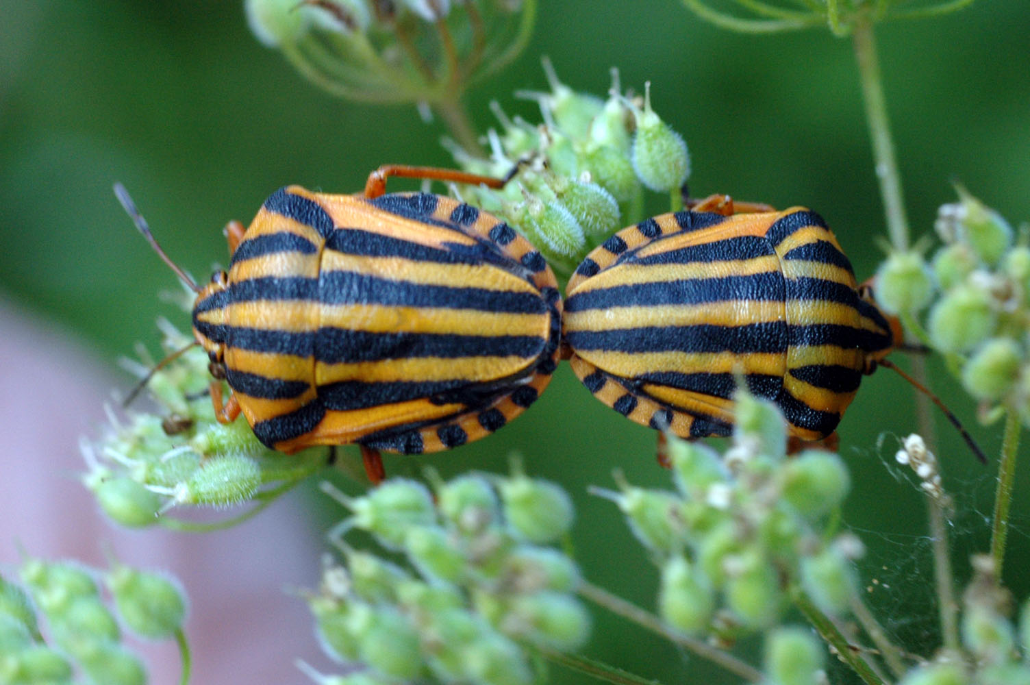 Graphosoma lineatum lineatum di Sardegna (SS)