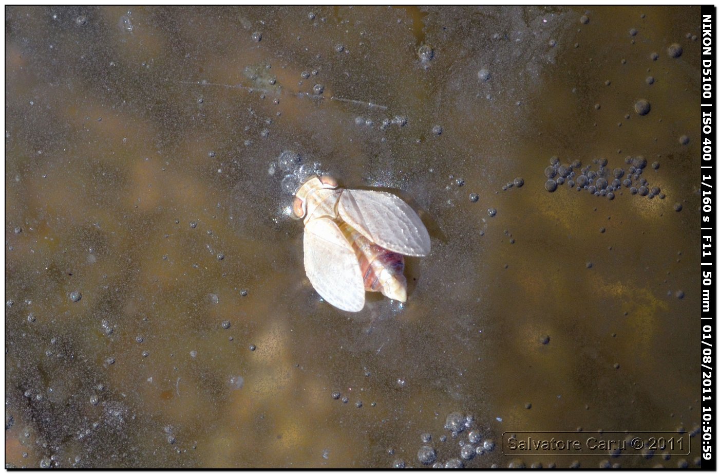 Issidae