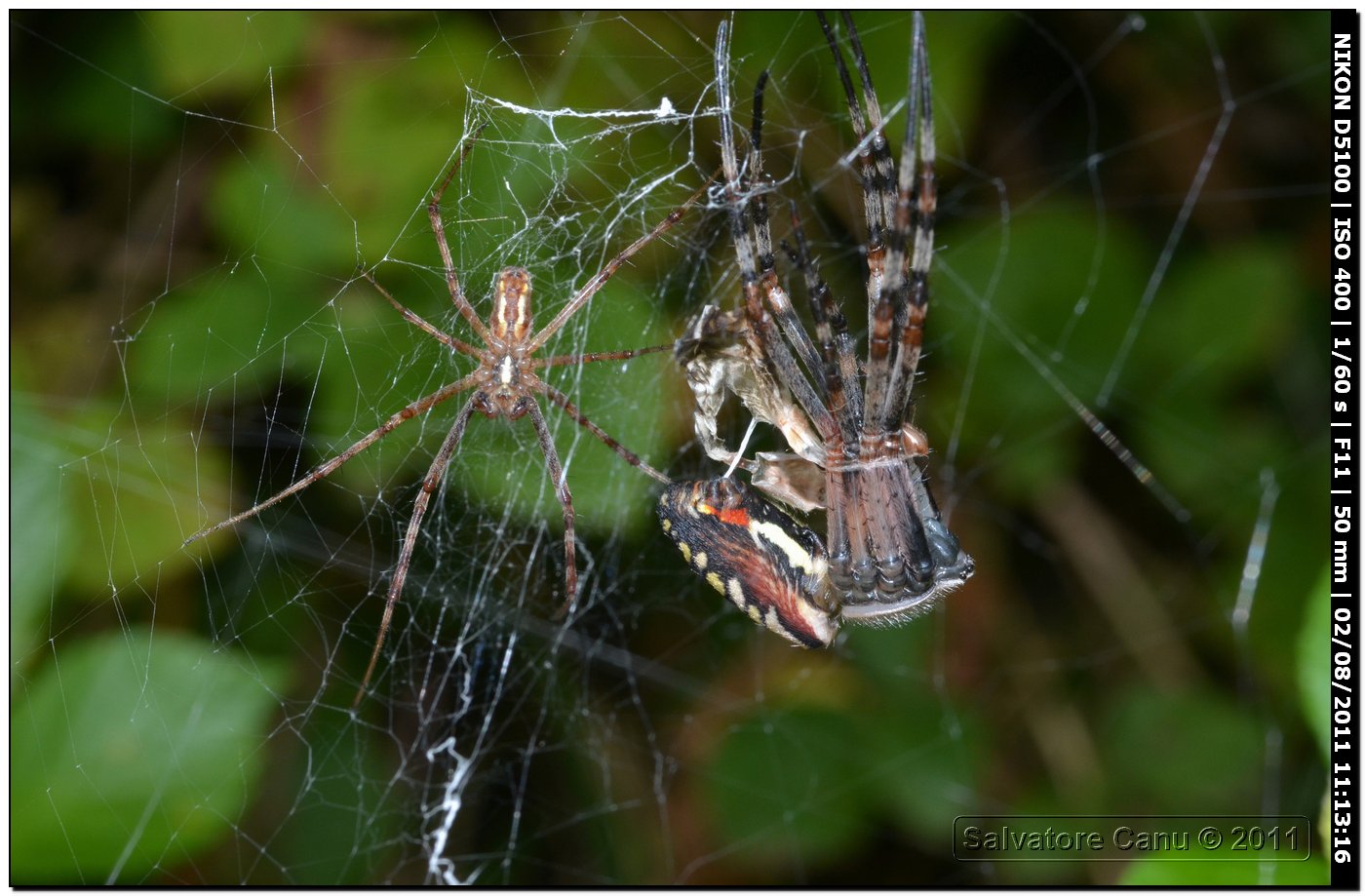 Argiope bruennichi (muta)