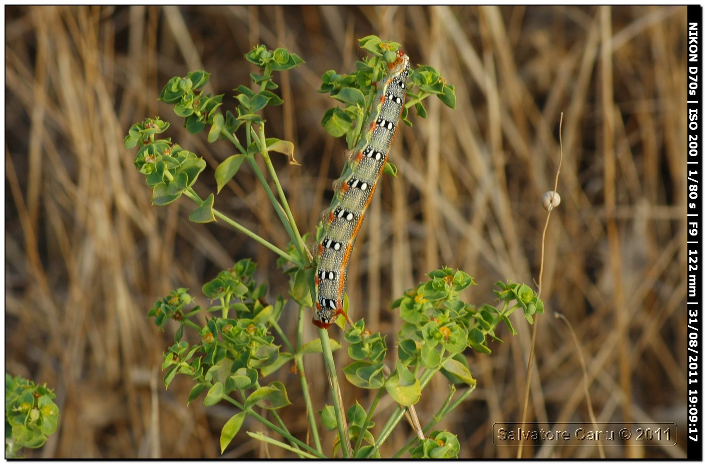 Bruco di Hyles euphorbiae (Sfinge dell''euforbia)?