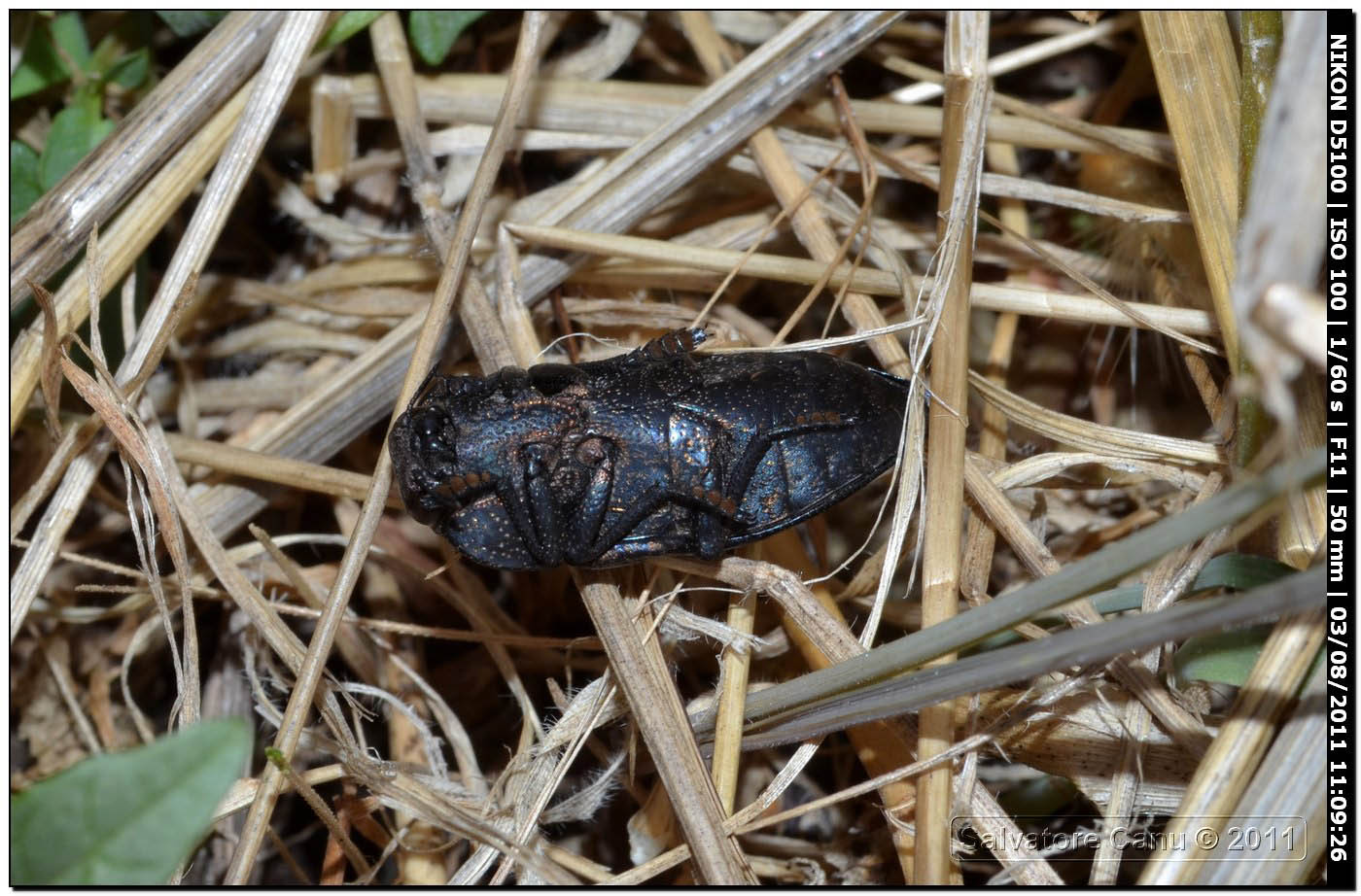 Capnodis tenebricosa