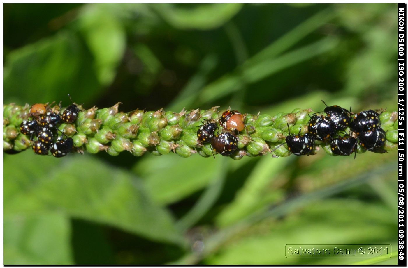 Pentatomidae: giovani di Nezara viridula di Sardegna (SS)