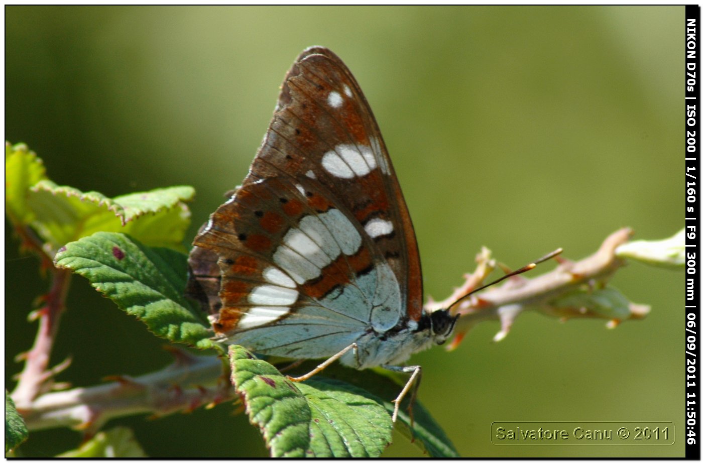 Limenitis reducta