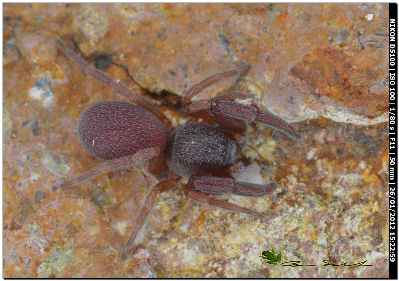 Ragnetto Bordeaux: Palpimanus gibbulus