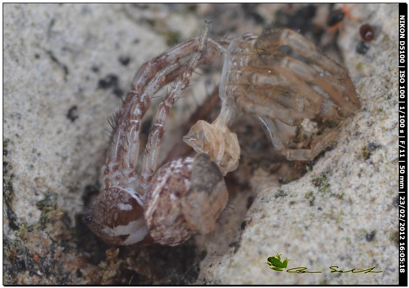 Xysticus sp. documentazione della muta