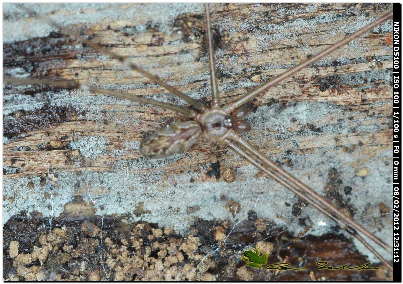 Holochnemus pluchei ♂