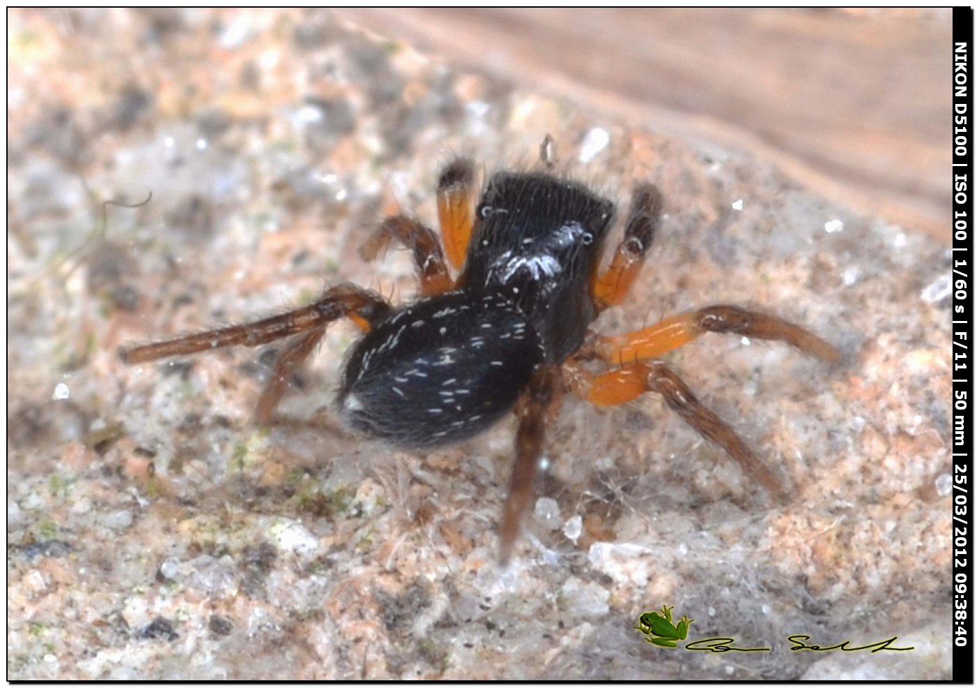 Euophrys cf. sulphurea