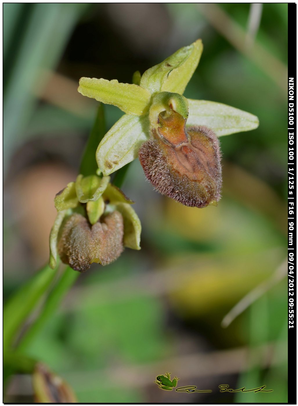 Orchidea da Usini, sfiorita?