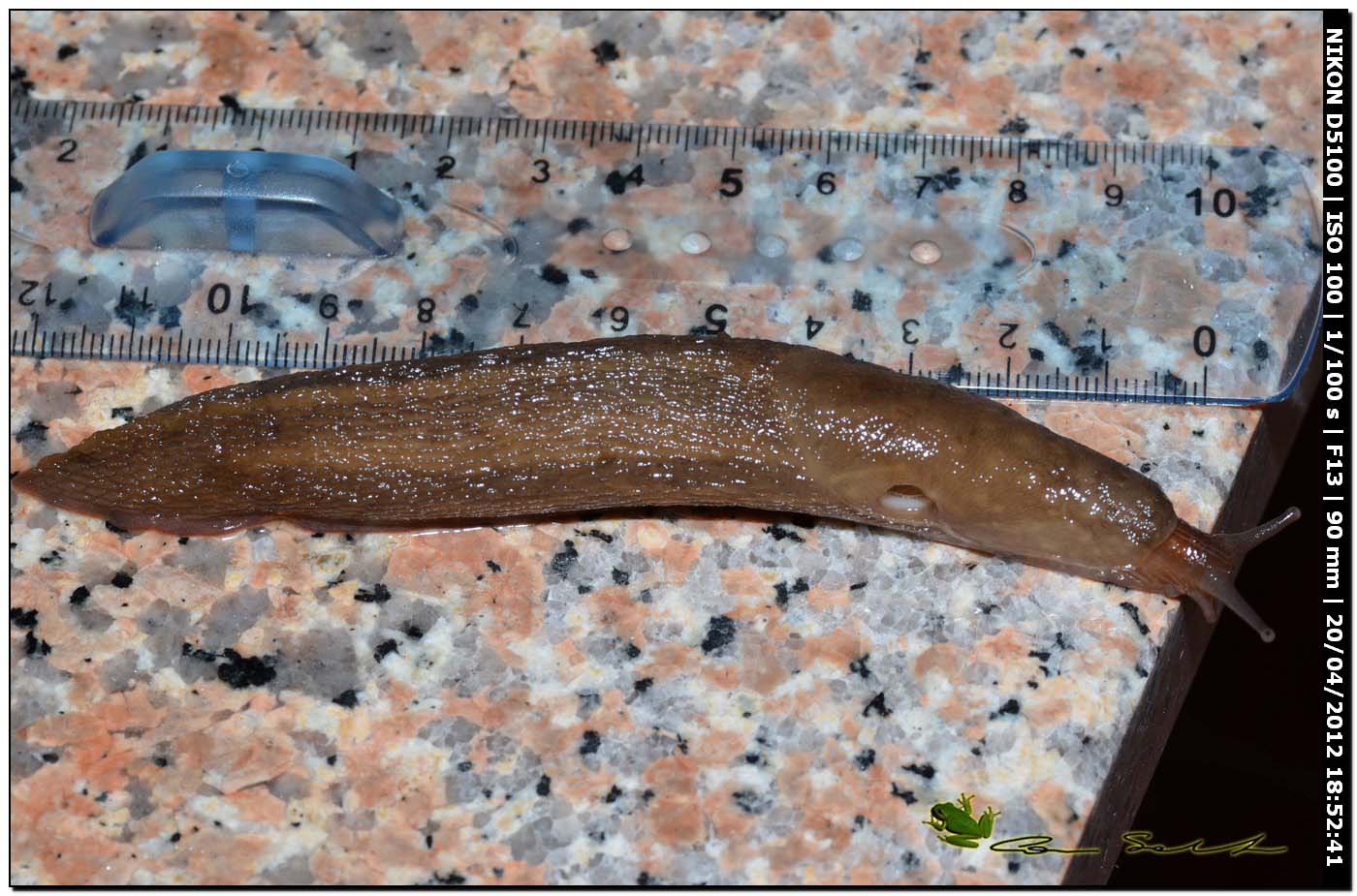 Limax del corsicus-gruppo da Ittiri/Sardegna