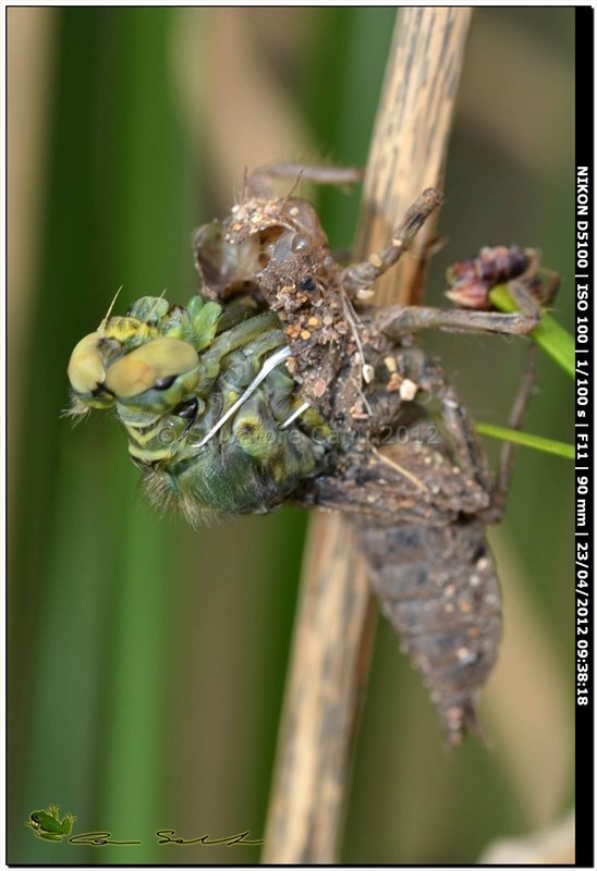 Orthetrum cancellatum, metamorfosi