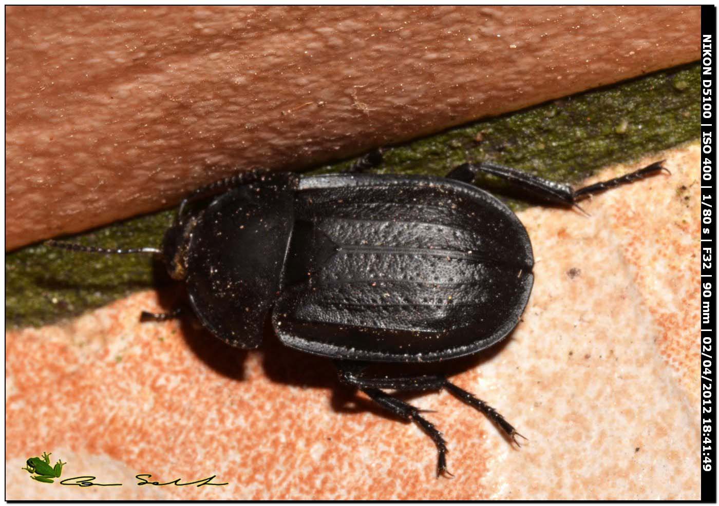 Silphidae da id.