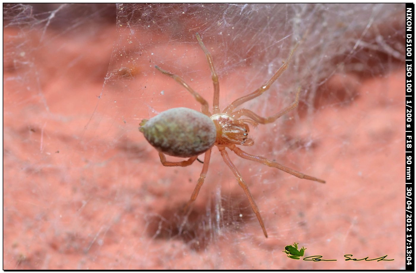 Dictynidae?