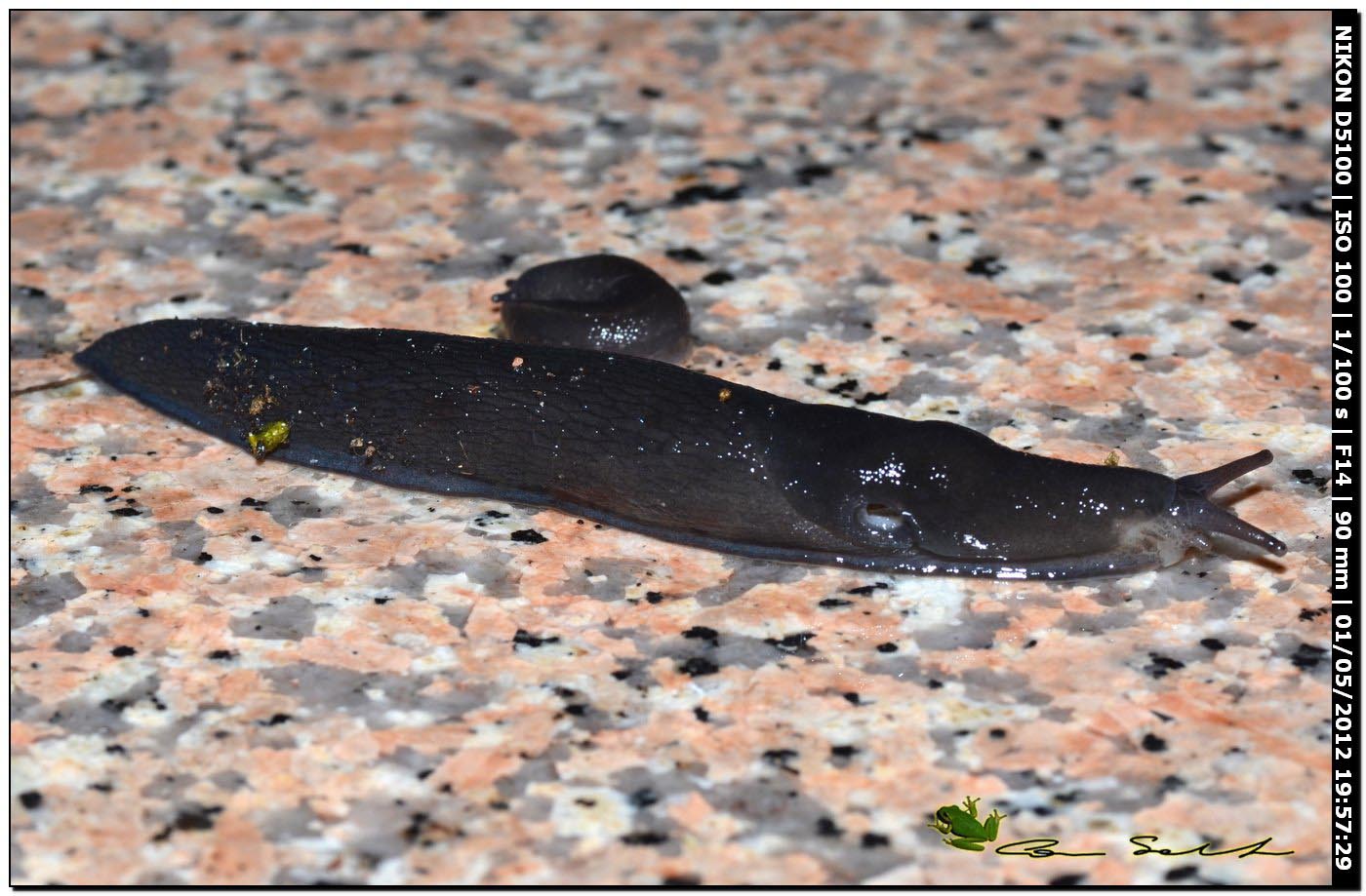 Limax gruppo corsicus da Ittiri (nero)