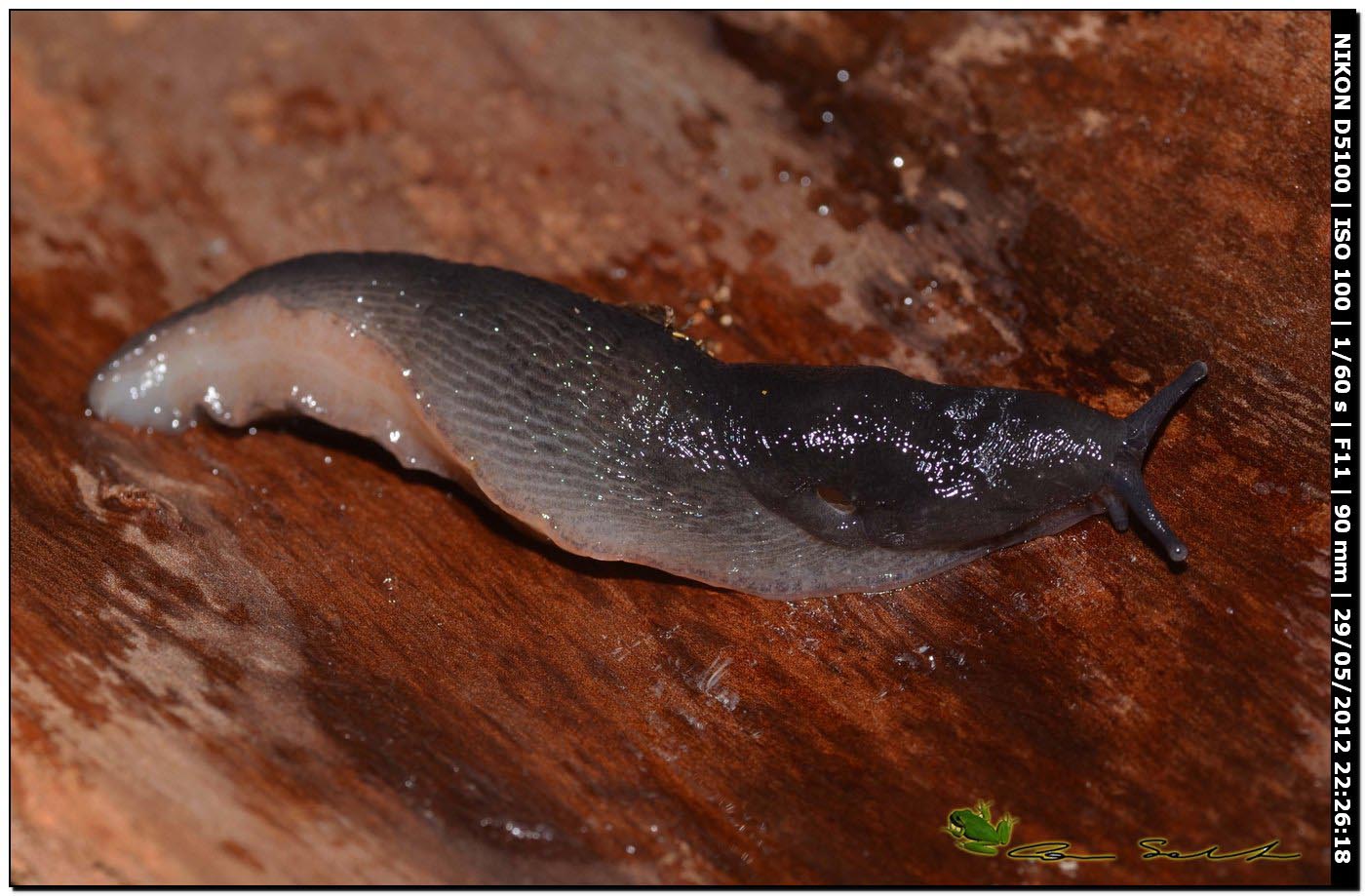 Limax gruppo corsicus da Ittiri (nero 2)