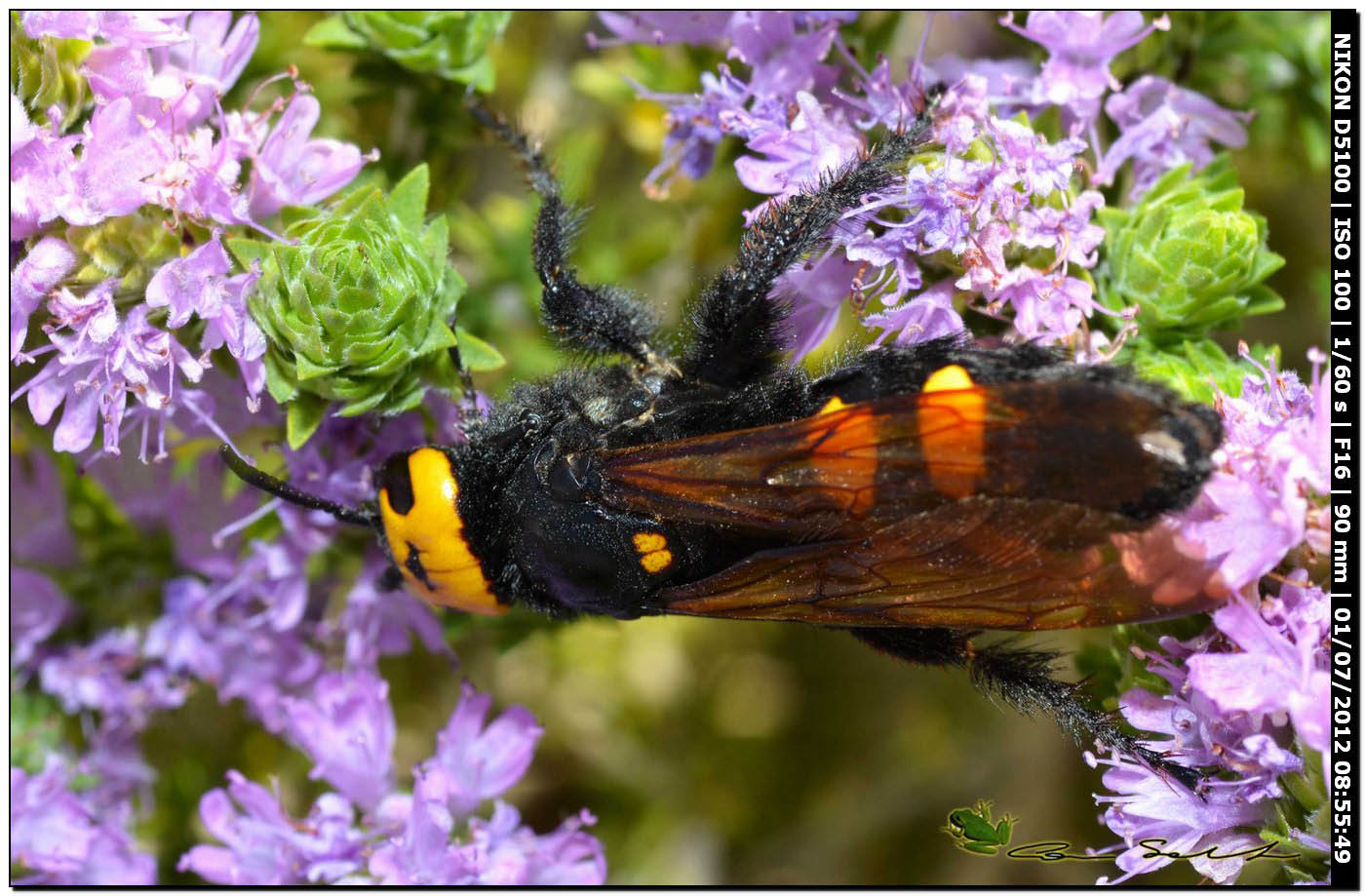 Megascolia flavifrons, Scoliidae