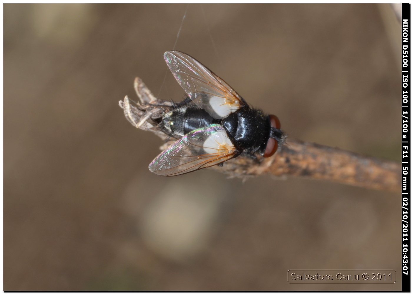 Tachinidae: Leucostoma sp. femmina.