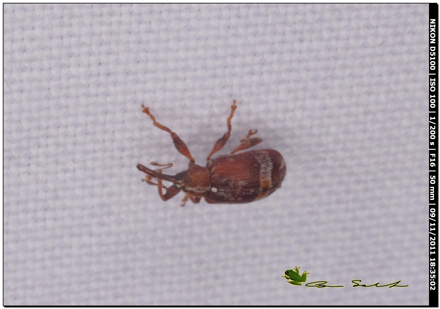 Curculionidae: Anthonomus rufus