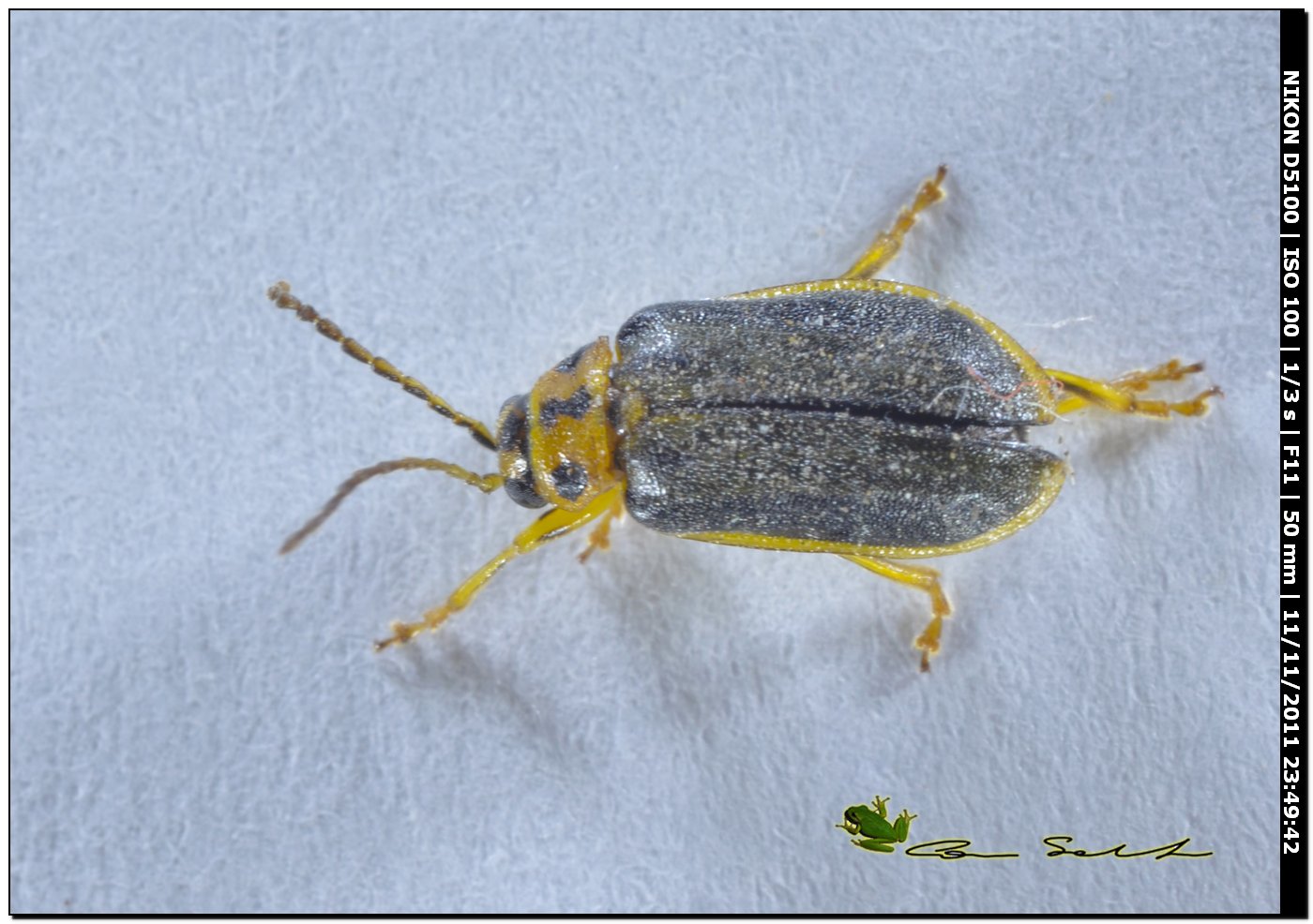 Hanthogaleruca sp.?