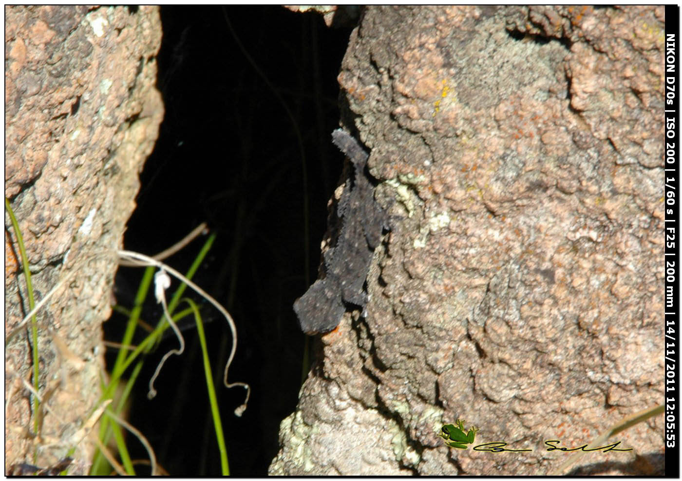 Tarentola da identificare