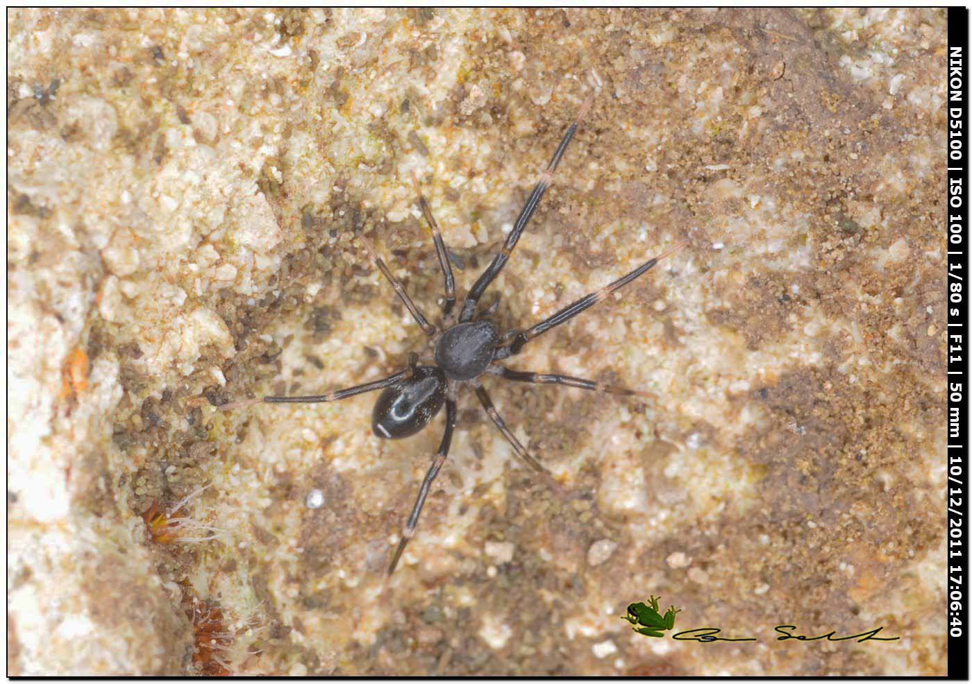 Corinnidae, Liophrurillus flavitarsis