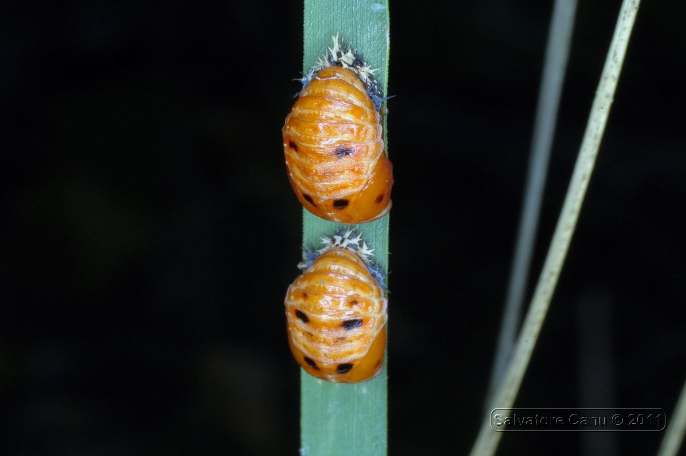 coccinelle o larve?? Pupe di di Harmonia axiridis.