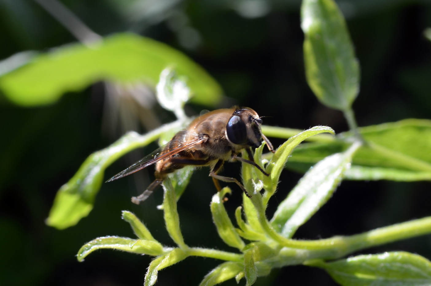 Eristalis sp.