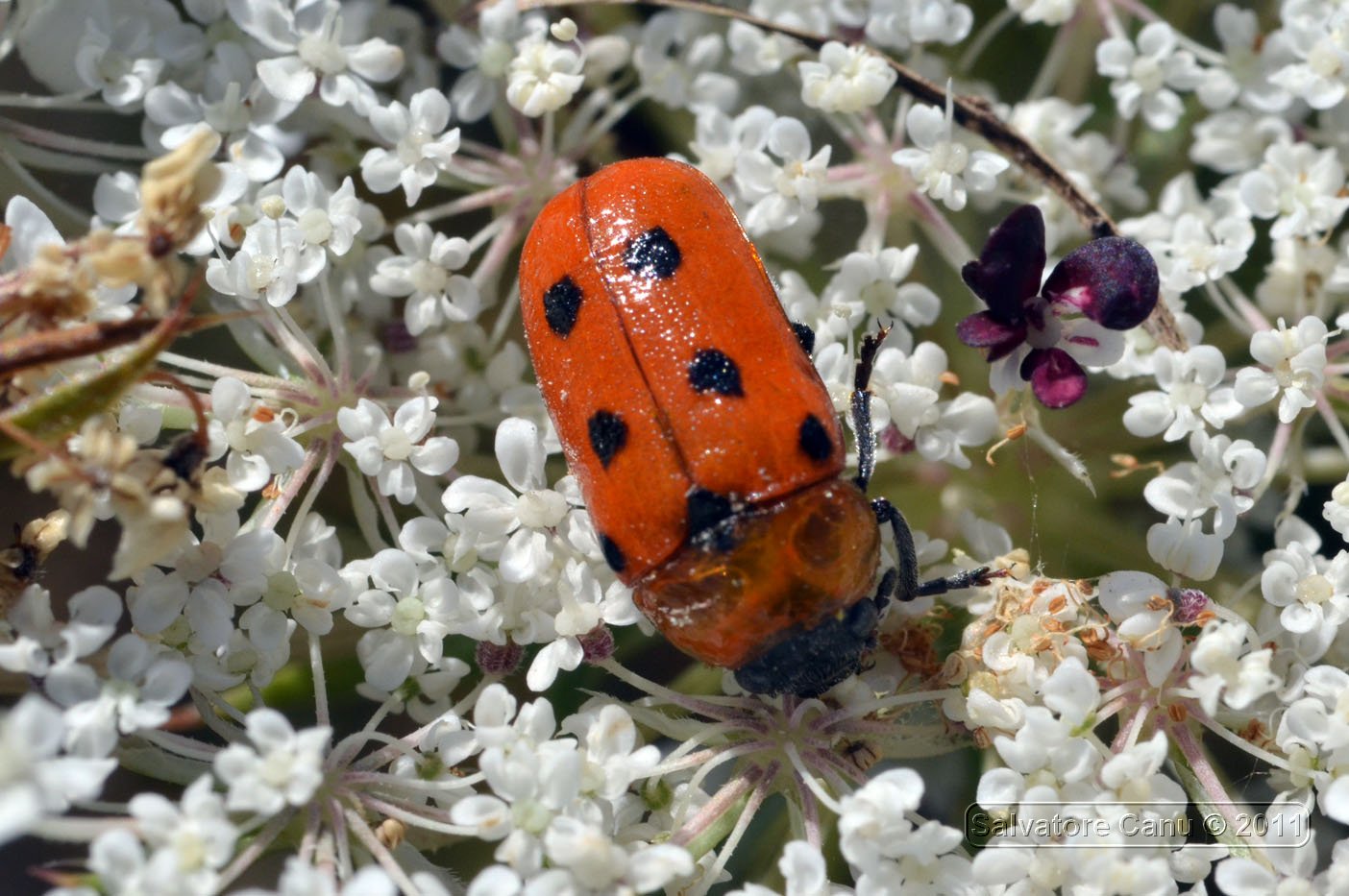 Tituboea biguttata