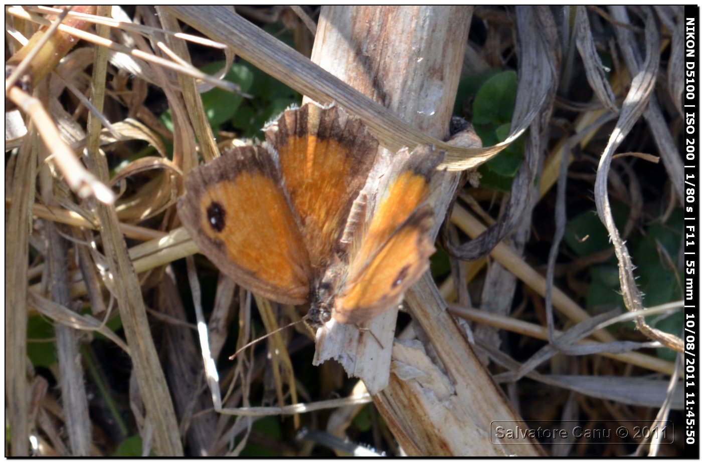 Pyronia tithonus??