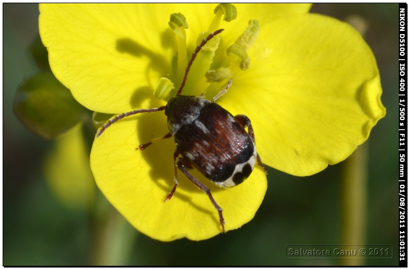 Chrysomelidae Bruchinae:  Bruchidius sp.