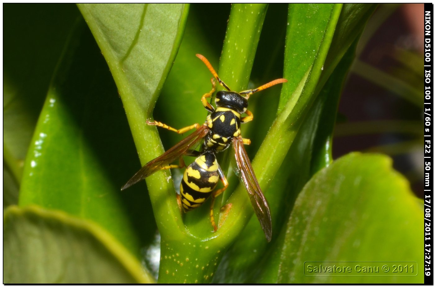 Polistes sp.