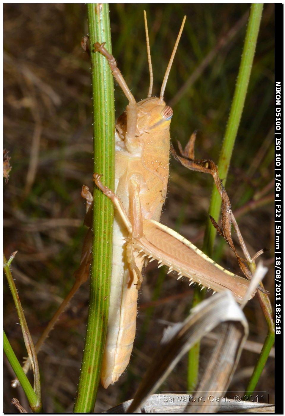 Anacridium aegyptium